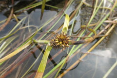 Sparganium angustifolium