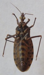 Panstrongylus geniculatus