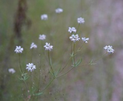 Eriogonum pharnaceoides