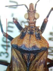 Panstrongylus geniculatus