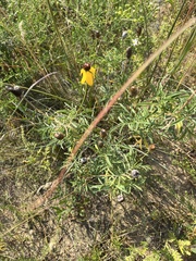 Ratibida columnifera