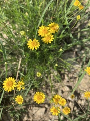Thymophylla pentachaeta