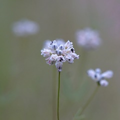 Eriogonum pharnaceoides