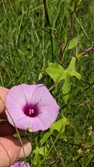 Ipomoea cordatotriloba