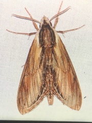 Sphinx kalmiae