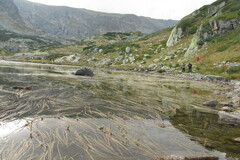 Sparganium angustifolium