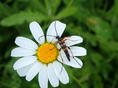Strangalia attenuata