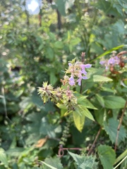 Teucrium canadense