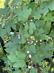 Ampelopsis