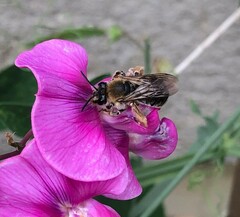 Eucera