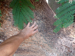 Enterolobium