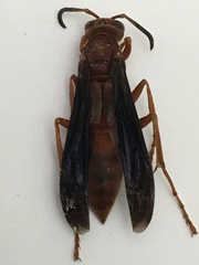 Polistes rubiginosus