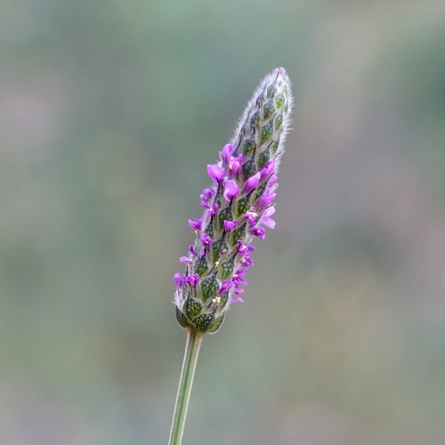 Image of Dalea exigua by (c) Andrew Tree, some rights reserved (CC BY)