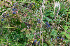 Rubus caesius