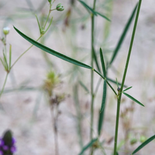 Image of Dalea exigua by (c) Andrew Tree, some rights reserved (CC BY)