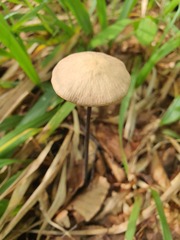 Mycetinis alliaceus
