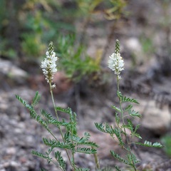 Dalea albiflora