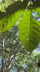 Carya tomentosa