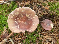 Russula fragilis
