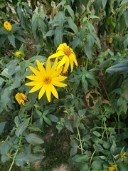 Helianthus