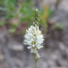 Dalea albiflora
