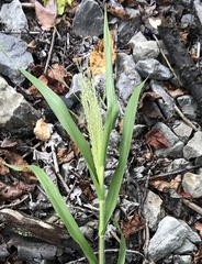 Panicum capillare