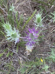 Eryngium leavenworthii