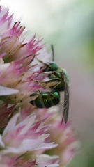 Agapostemon sericeus