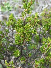 Cliffortia