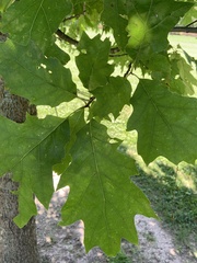Quercus rubra