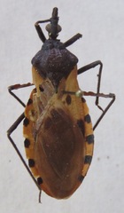 Triatoma dimidiata