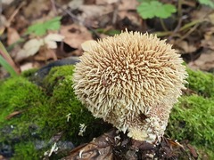 Lycoperdon echinatum