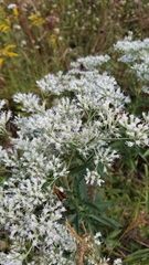 Eupatorium serotinum