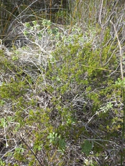 Cliffortia