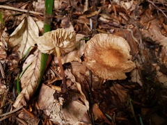 Marasmius torquescens
