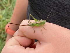 Conocephalus strictus