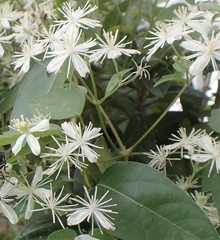 Clematis
