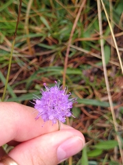Dipsacoideae
