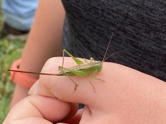 Conocephalus strictus