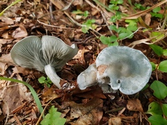 Clitocybe odora
