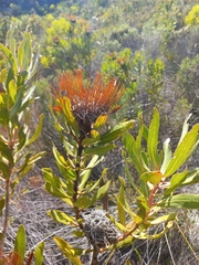 Protea susannae