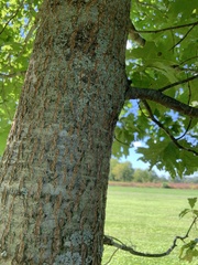 Quercus rubra