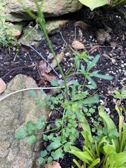Cardamine occulta