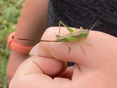 Conocephalus strictus