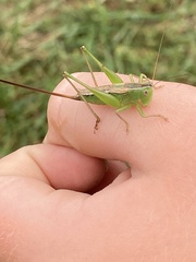 Conocephalus strictus