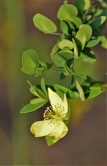 Hypericum hypericoides