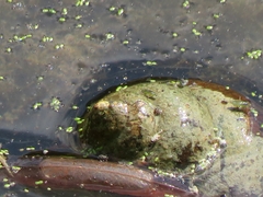 Cipangopaludina chinensis