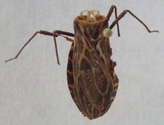 Triatoma dispar