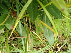 Dipsacoideae