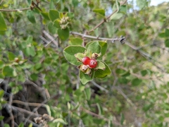 Lonicera